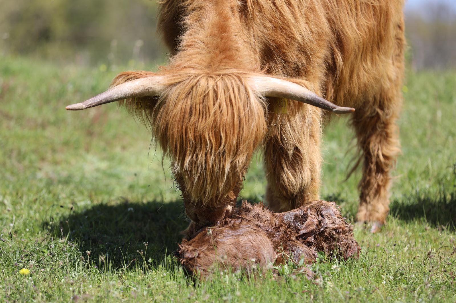 Bovini Highland - Pascolo naturale